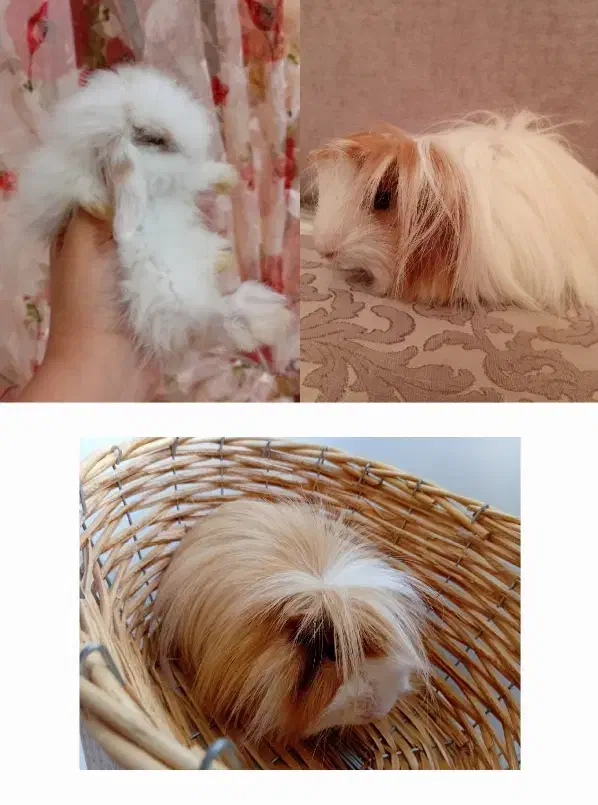 بچه خرگوش لوپ هلندی اصیل و خوکچه هندی فشن موبلند|موش و خرگوش|تهران, تهرانپارس شرقی|دیوار