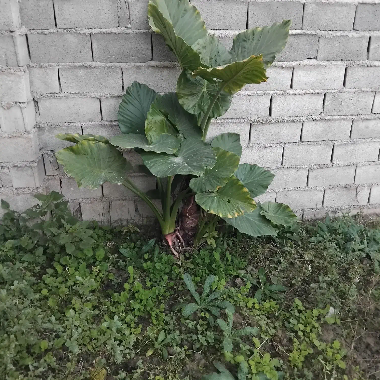 گل باباآدم تنه سبزویوگا|گل و گیاه طبیعی|امیرکلا, |دیوار