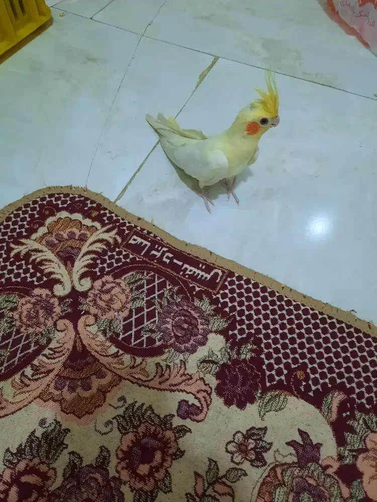 عروس هلندی لوتینیو و گلباقالی|پرنده|اندیشه, اندیشه فاز ۱|دیوار