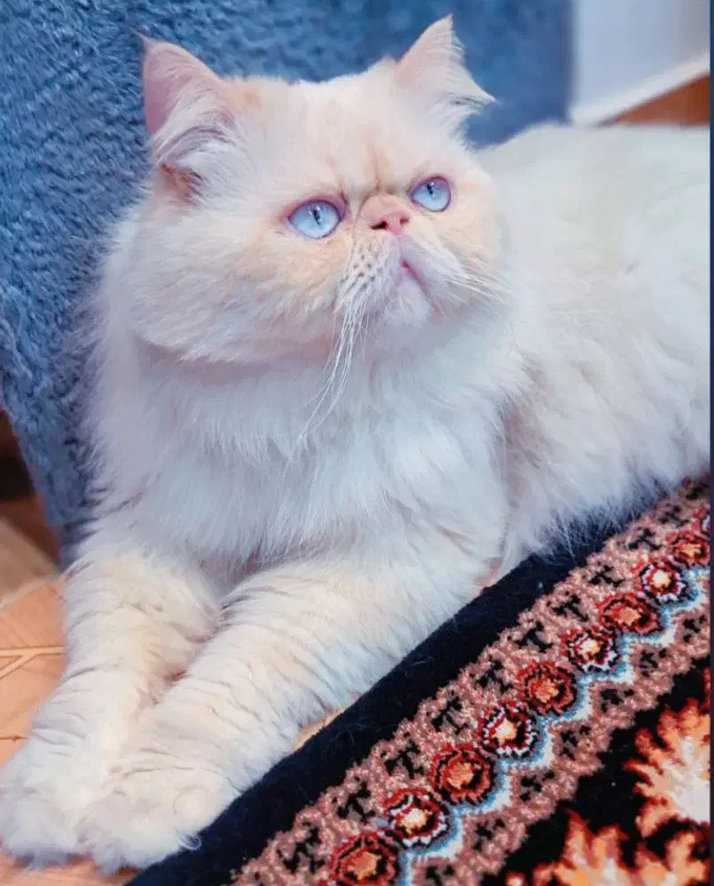 پرشین|گربه|بندر انزلی, پردیس|دیوار