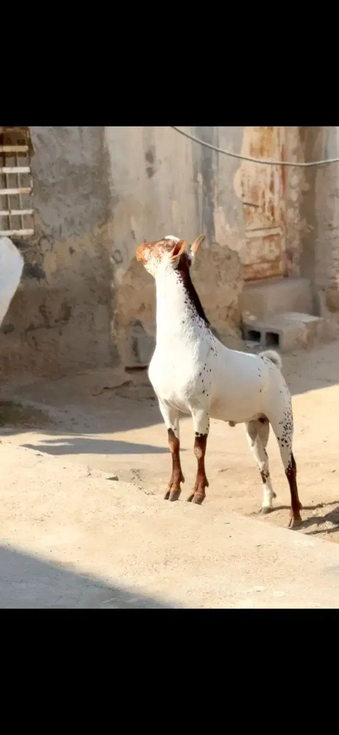 حنایی و گل توپ|حیوانات مزرعه|لردگان, |دیوار