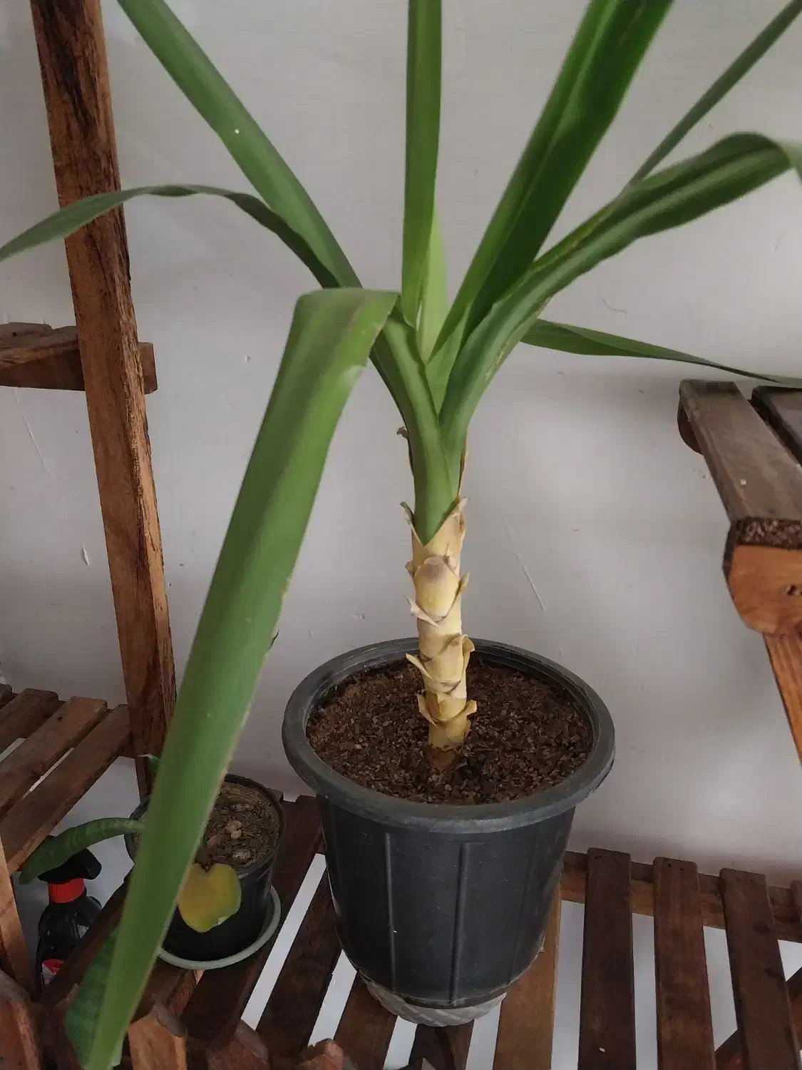 گل یوکا برگ خنجری تنه درختی|گل و گیاه طبیعی|اسلام‌شهر, شهرک محمدیه|دیوار