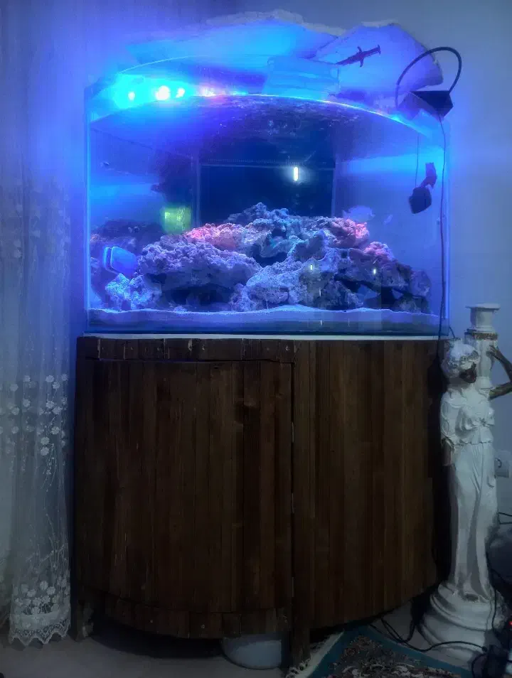 اکواریوم تمام مجهز|ماهی|مشهد, بهمن|دیوار