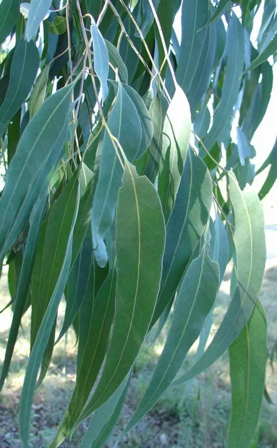 انار و اوکالیپتوس  و زیتون تلخ ریشه باز|گل و گیاه طبیعی|گنبد کاووس, |دیوار