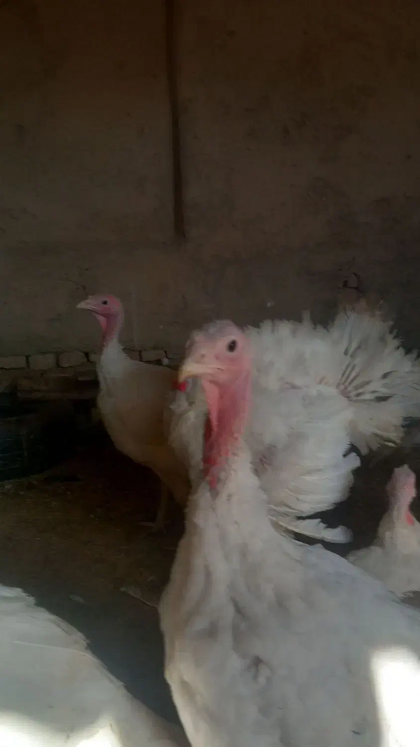 فروش بوقلمون گوشتی|حیوانات مزرعه|دشتابی, |دیوار