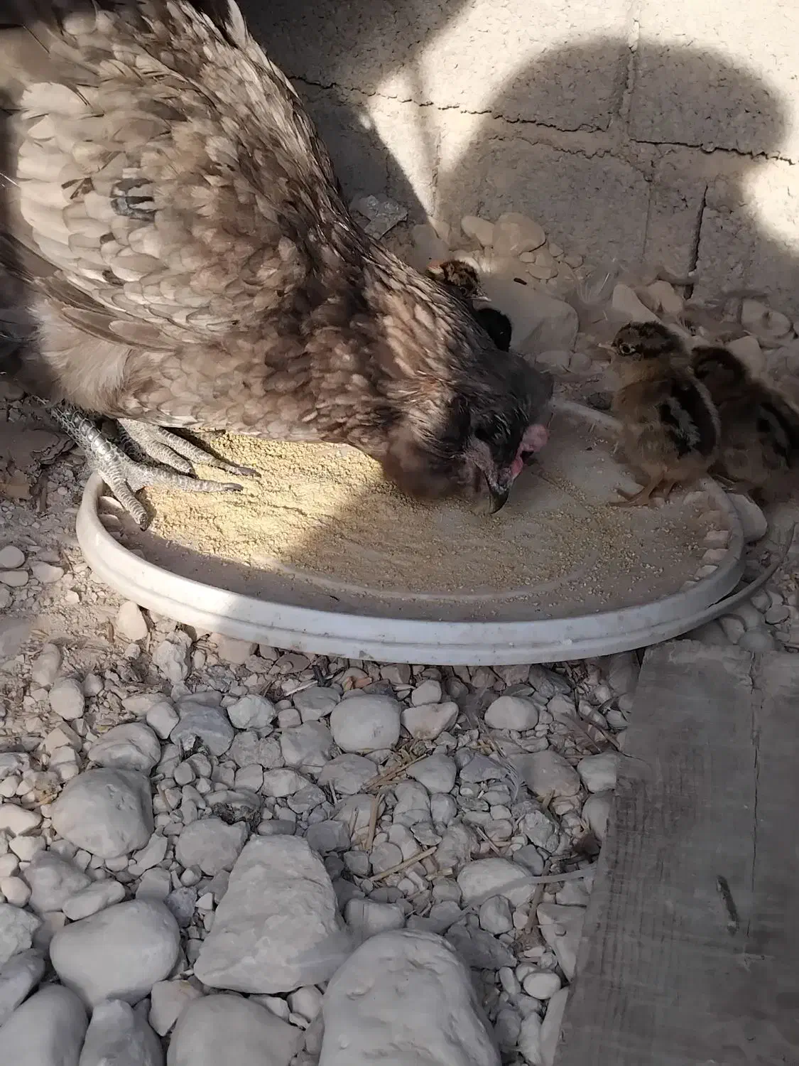 مرغ باجوجه|حیوانات مزرعه|آبدان, |دیوار