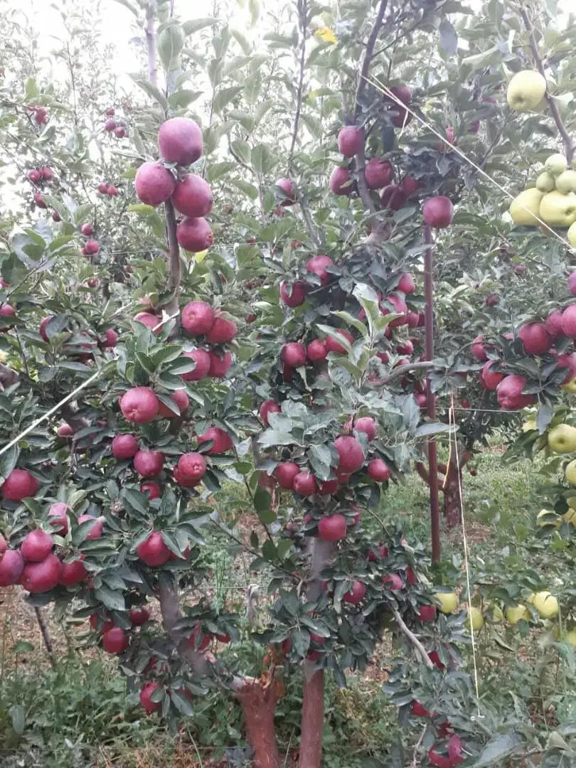 نهالستان جوتیار|خدمات باغبانی و درختکاری|میاندوآب, |دیوار