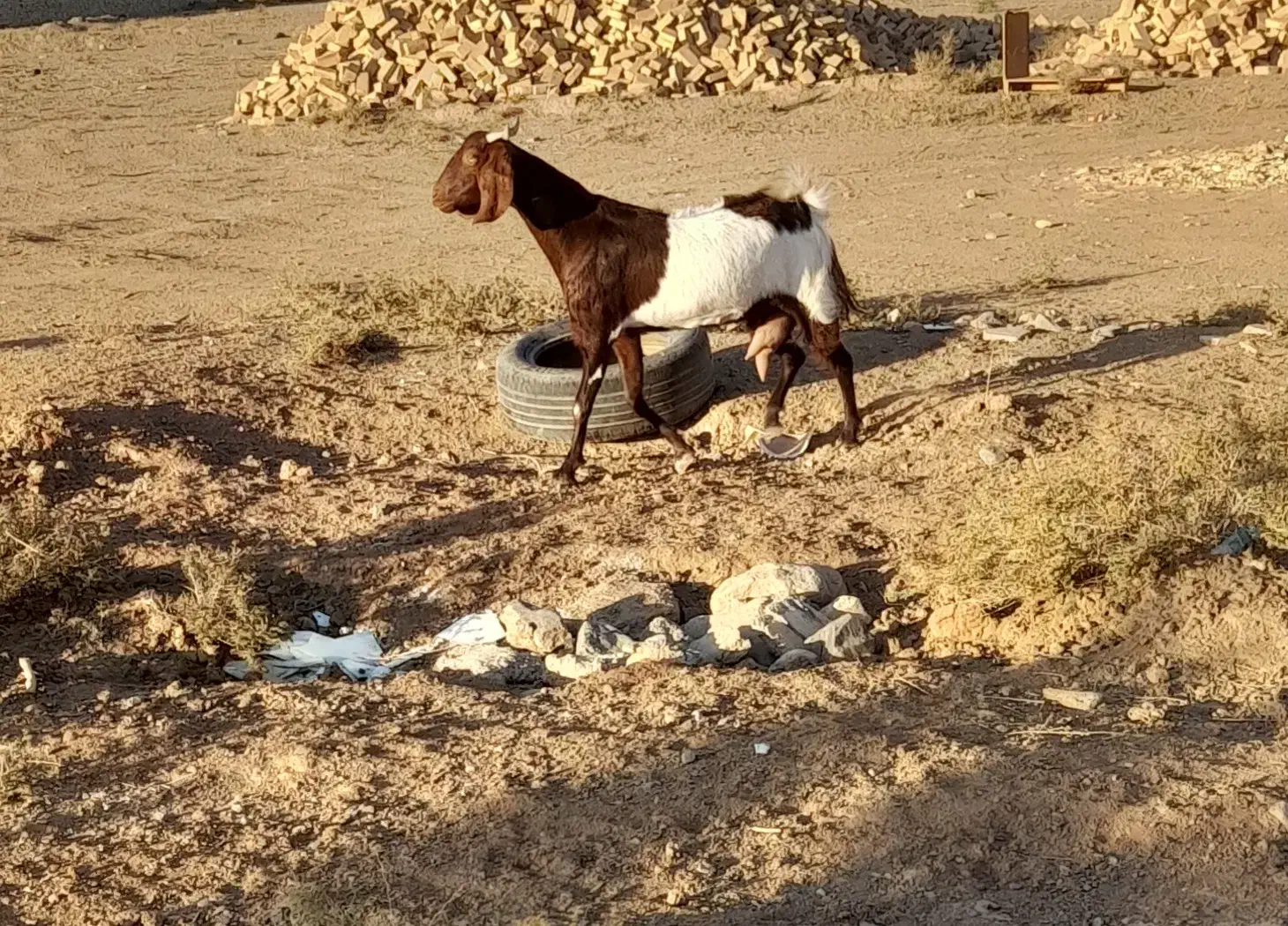 بز افغانی|حیوانات مزرعه|آران و بیدگل, |دیوار