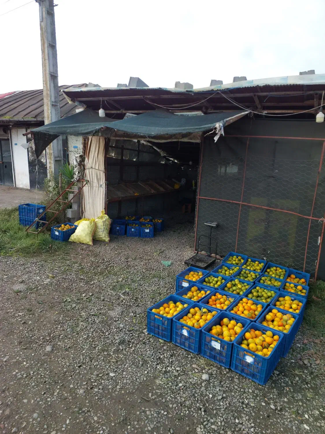 خریدار نارنج و افشره|خدمات باغبانی و درختکاری|رودسر, |دیوار