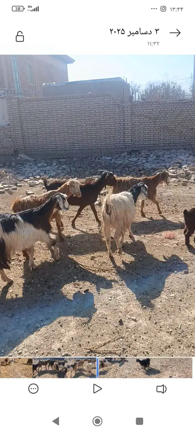 بز و بزغاله|حیوانات مزرعه|همدان, |دیوار