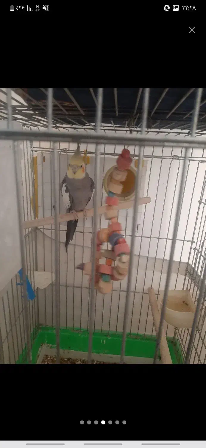 عروس هلندی|پرنده|زارچ, |دیوار