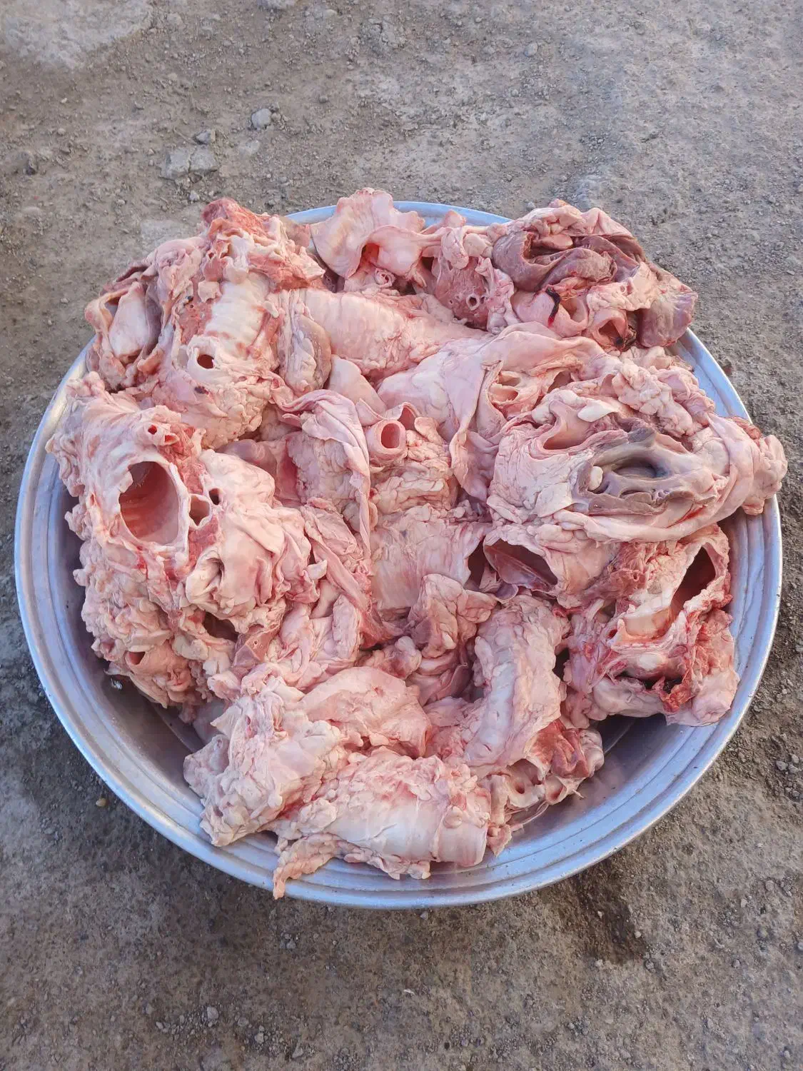 گردن گاوبرای سگ سرابی|لوازم جانبی حیوانات|اردبیل, |دیوار