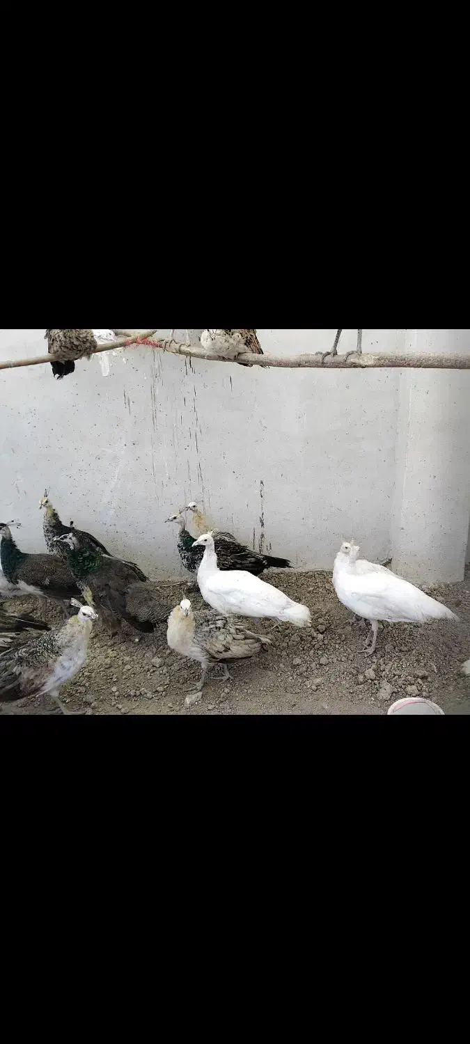 فروش جوجه طاووس|پرنده|اصفهان, خلجا|دیوار