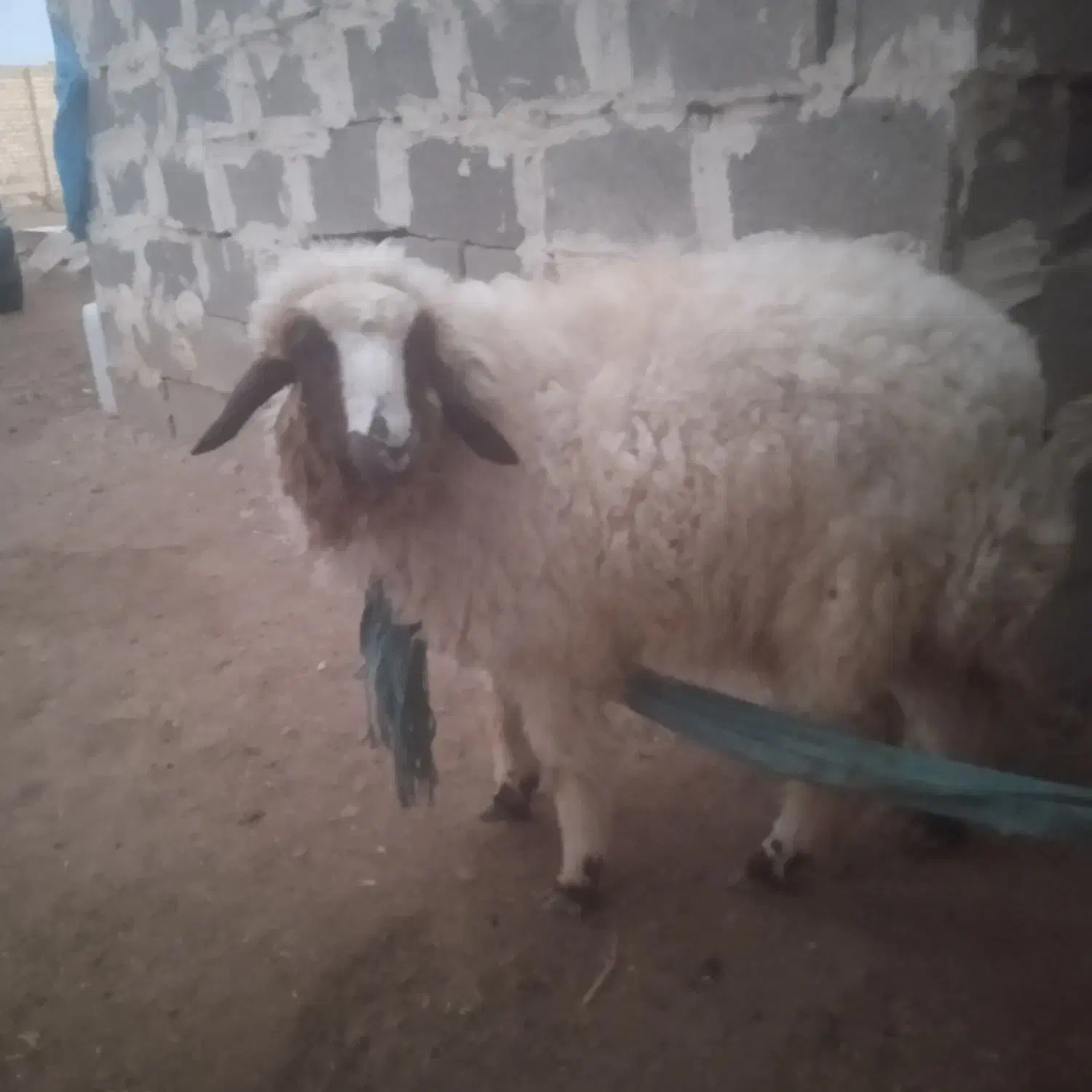 فروش بره|حیوانات مزرعه|اهواز, اهواز|دیوار