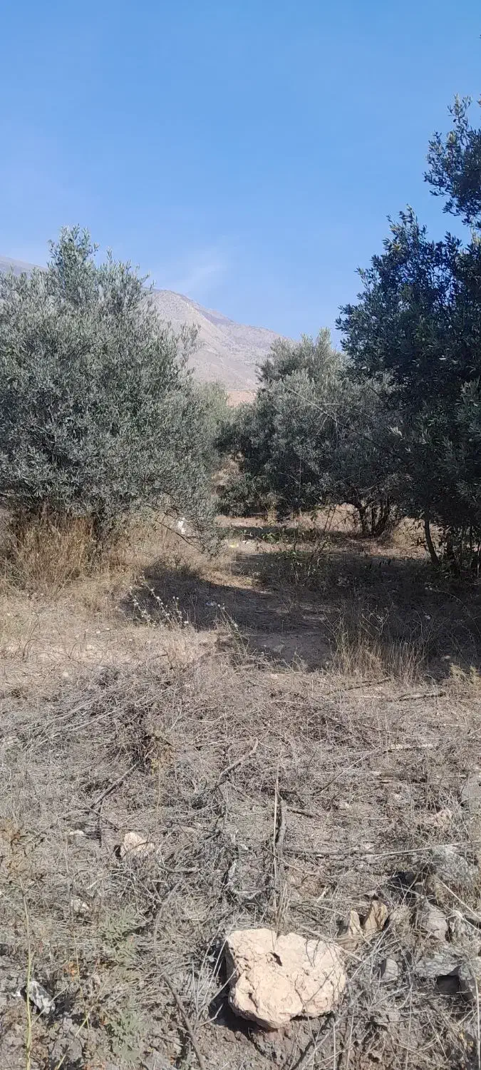 فروش زمین|فروش زمین و ملک کلنگی|لوشان, |دیوار