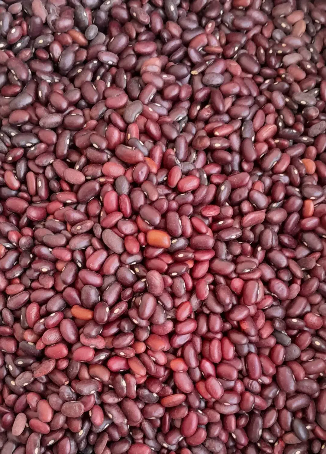 لوبیا قرمز محلی|خوردنی و آشامیدنی|اسفرورین, |دیوار