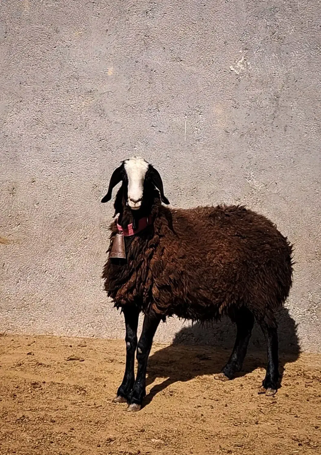 گوسفند ناب و اصیل و دوقلوزا شالی میش بره قوچ|حیوانات مزرعه|شال, |دیوار