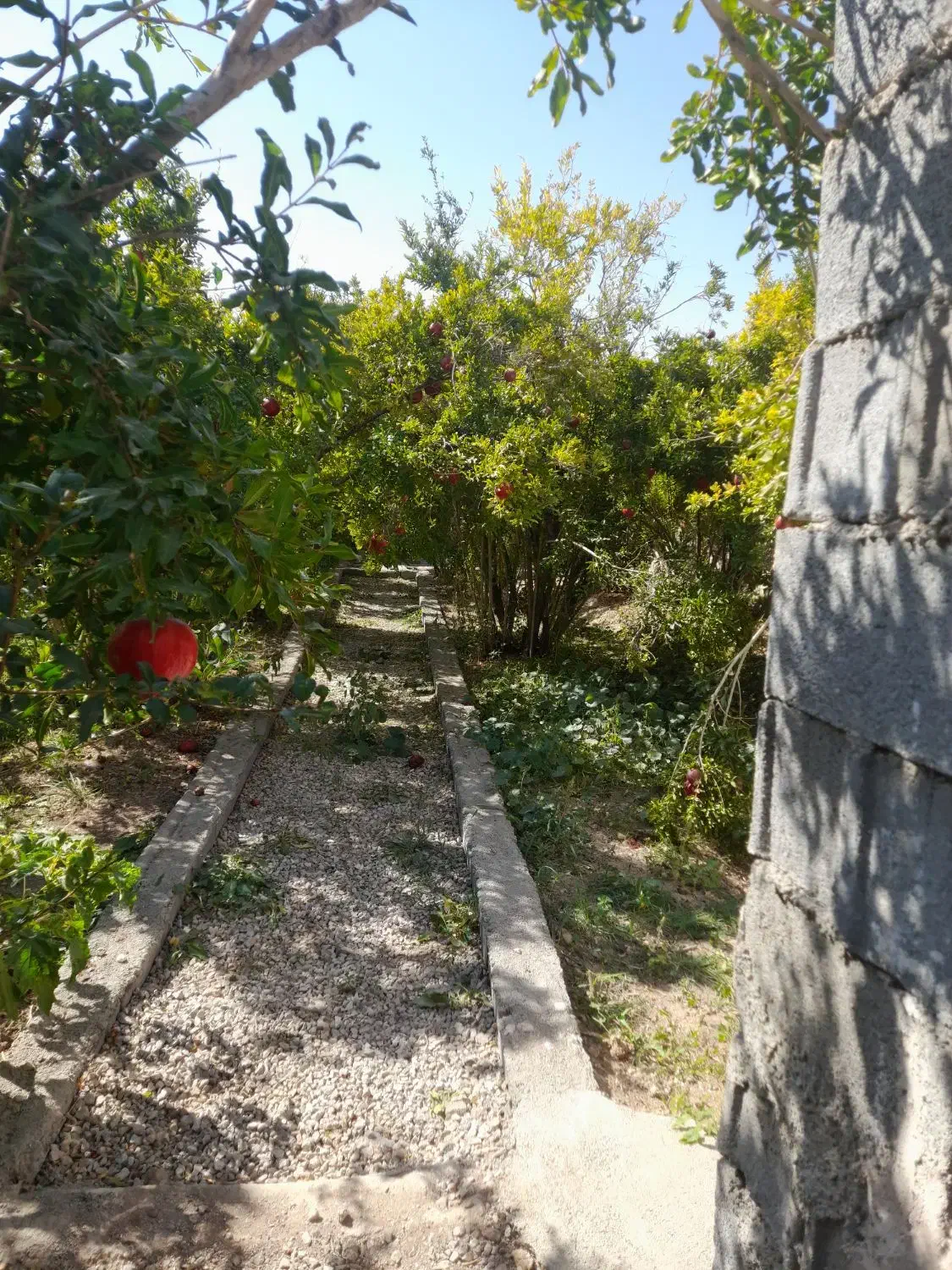 فروش باغ انار روستای امامزاده علی اکبر شهرضا|فروش دفتر صنعتی، کشاورزی، تجاری|شهرضا, |دیوار