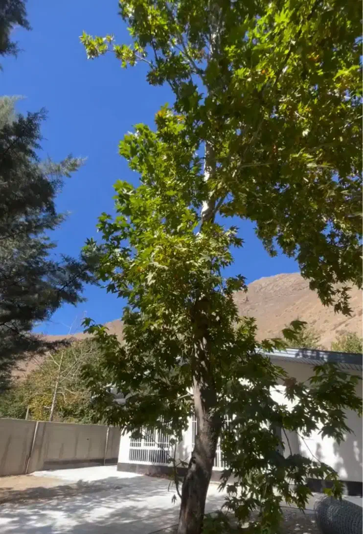 جاده چالوس بحر رودخانه|فروش زمین و ملک کلنگی|آسارا, |دیوار