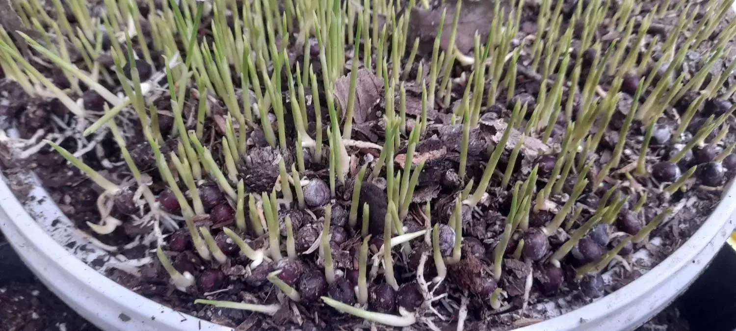 بذر پالم واشنگتن|خدمات باغبانی و درختکاری|کلارآباد, |دیوار