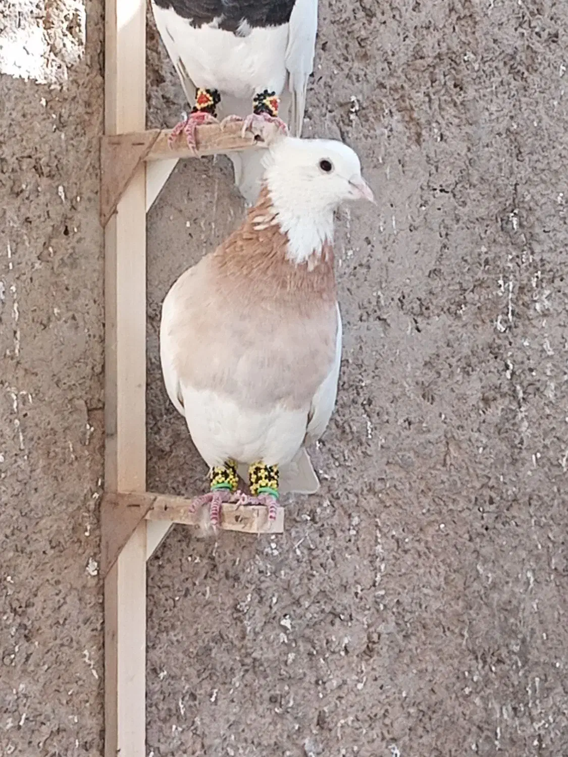 طوق زرد|پرنده|پاسارگاد, |دیوار