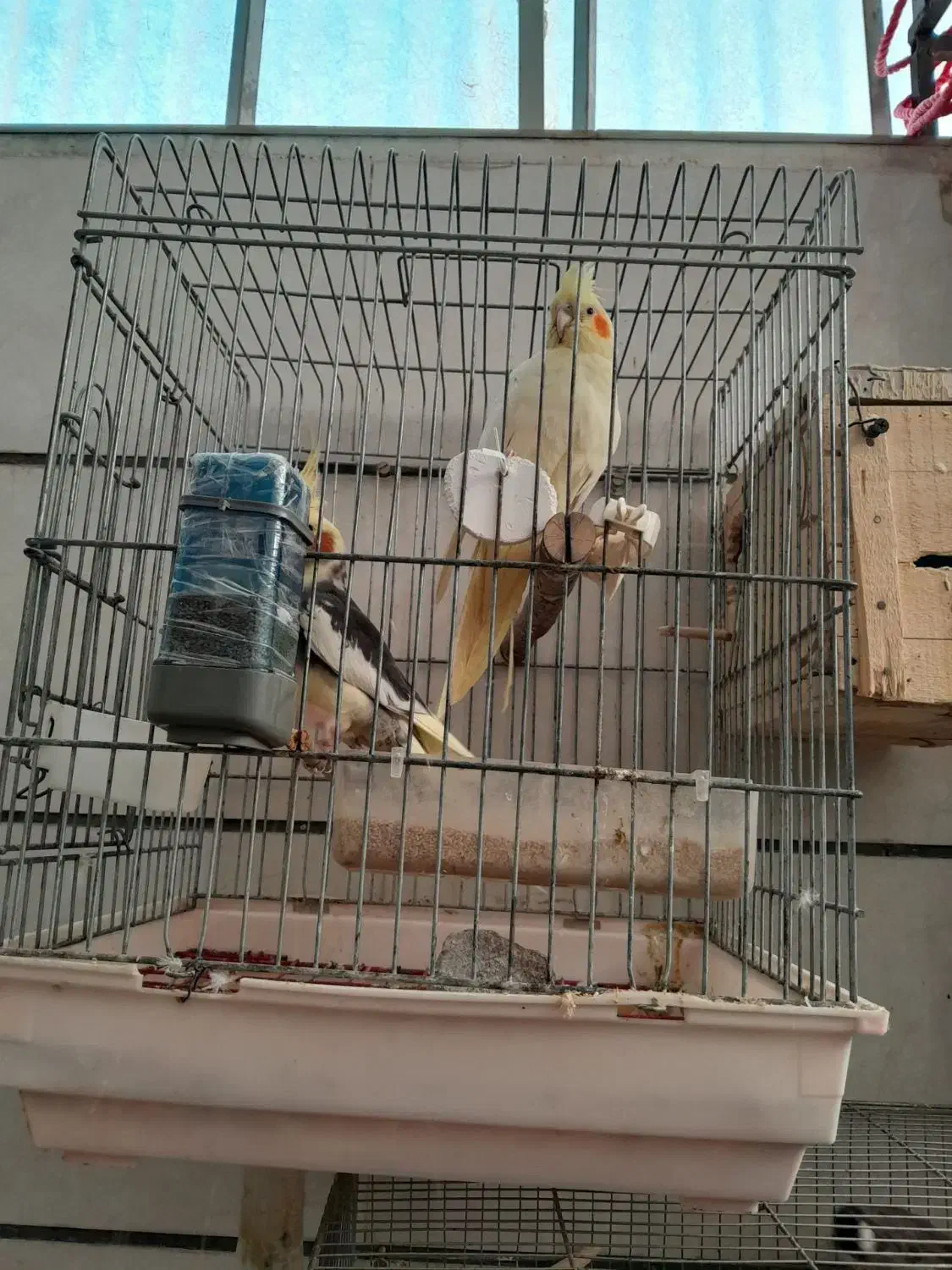 عروس هلندی همراه ۶تا جوجه|پرنده|قزوین, |دیوار