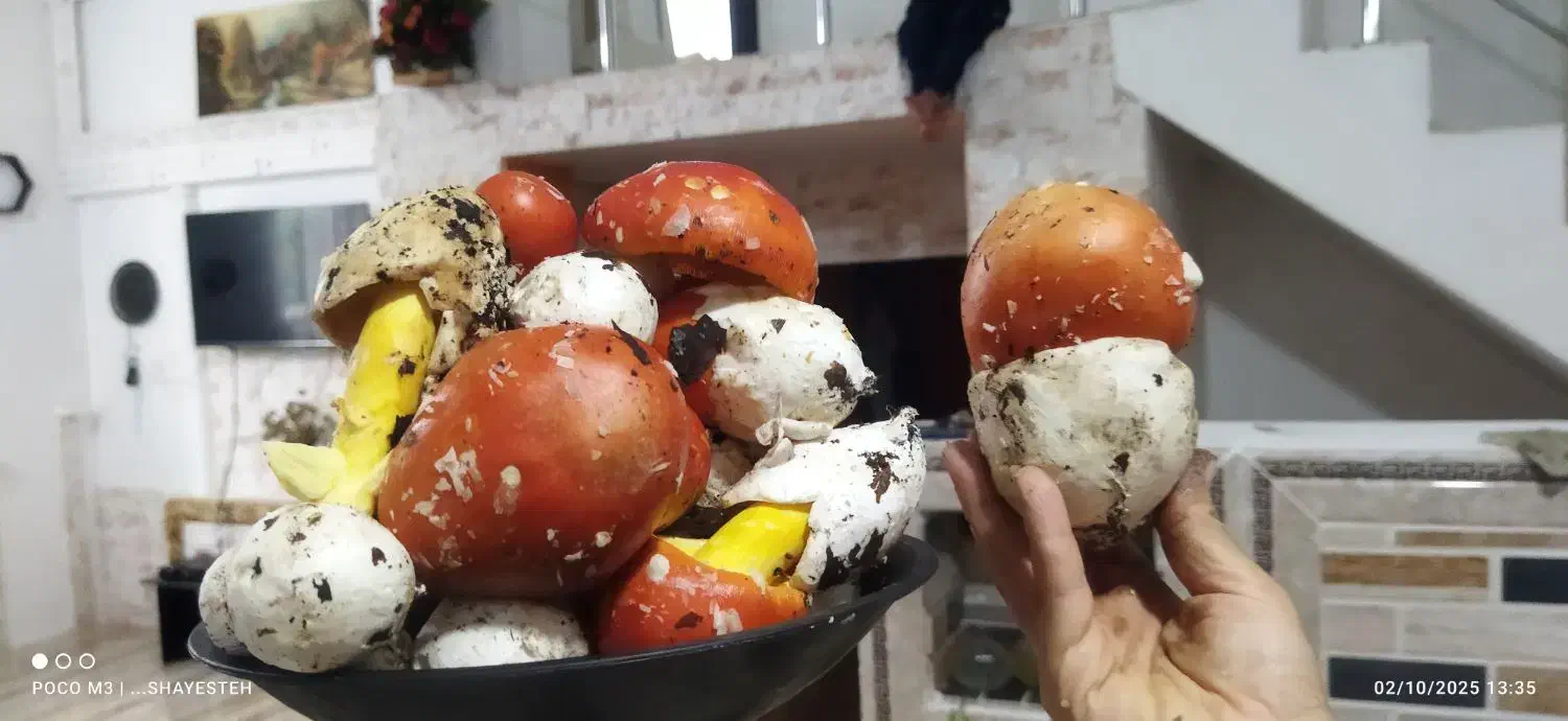 قارچ جنگلی|خوردنی و آشامیدنی|رشت, پل تالشان|دیوار