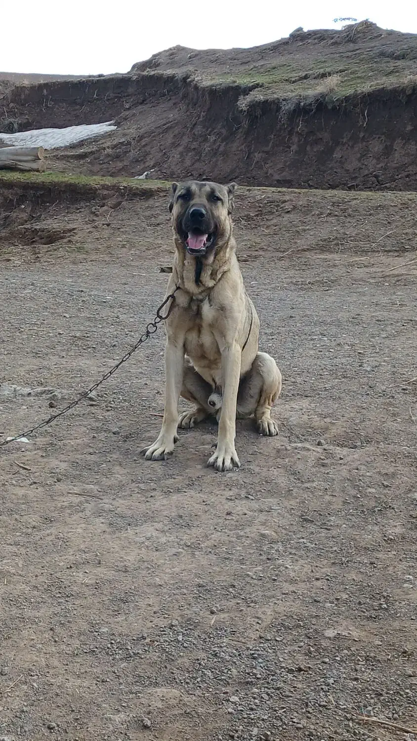سگ ۱۳ ماهه|سگ|ترکمانچای, |دیوار