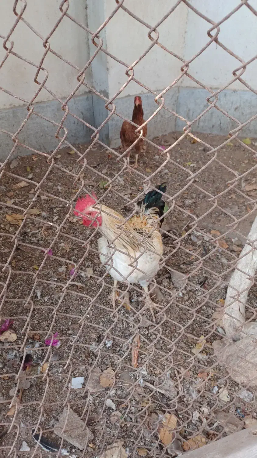 مرغ و خروس|حیوانات مزرعه|کنارک, |دیوار