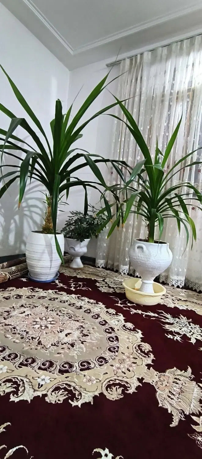 .گل|گل و گیاه طبیعی|کبودرآهنگ, |دیوار