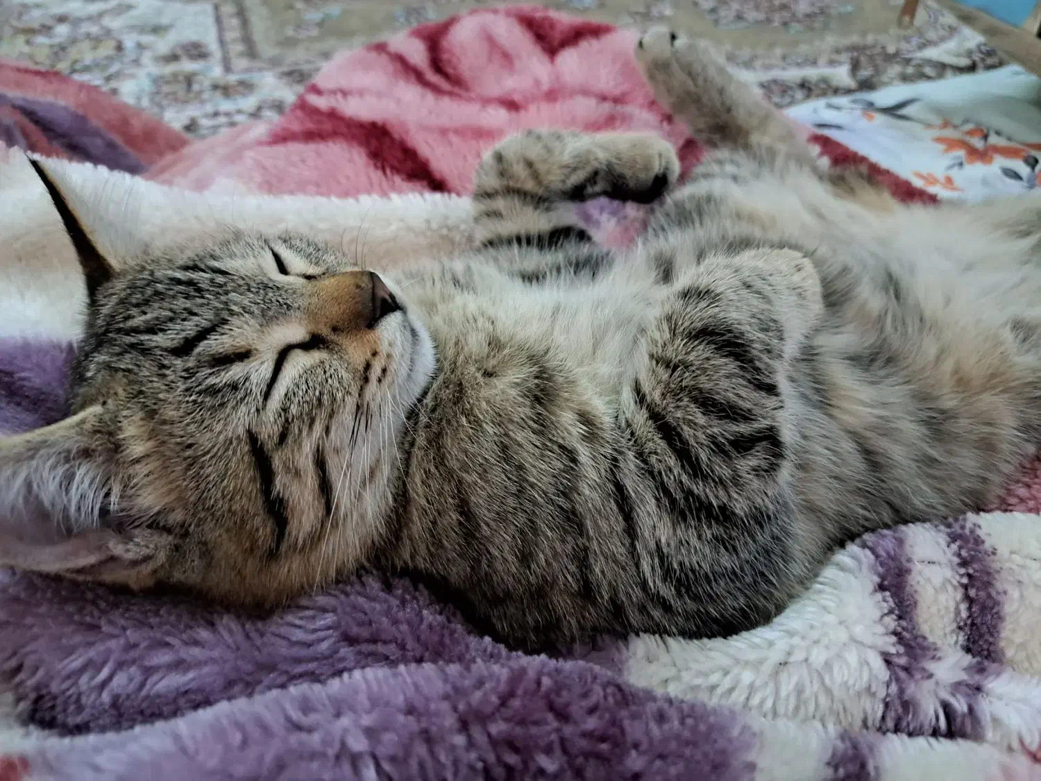 گربه خونگی ملوس|گربه|قم, شهرک مهدیه (مدرس)|دیوار