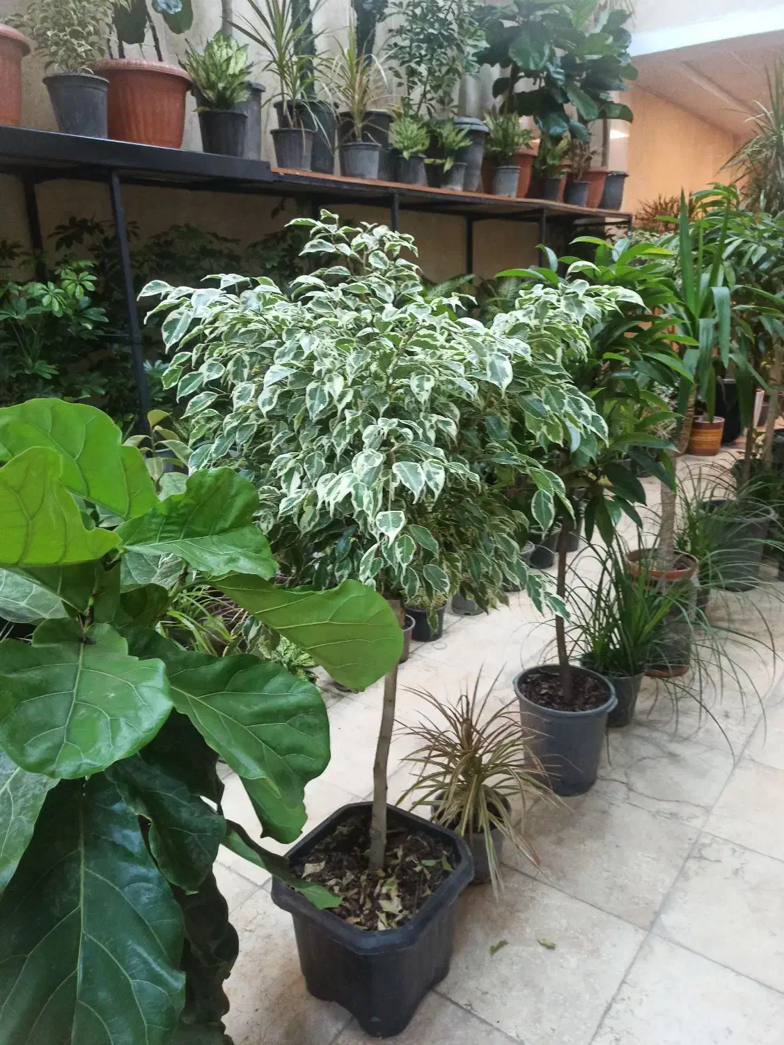 گل و گیاه اریکا|گل و گیاه طبیعی|ری, فیروزآبادی|دیوار