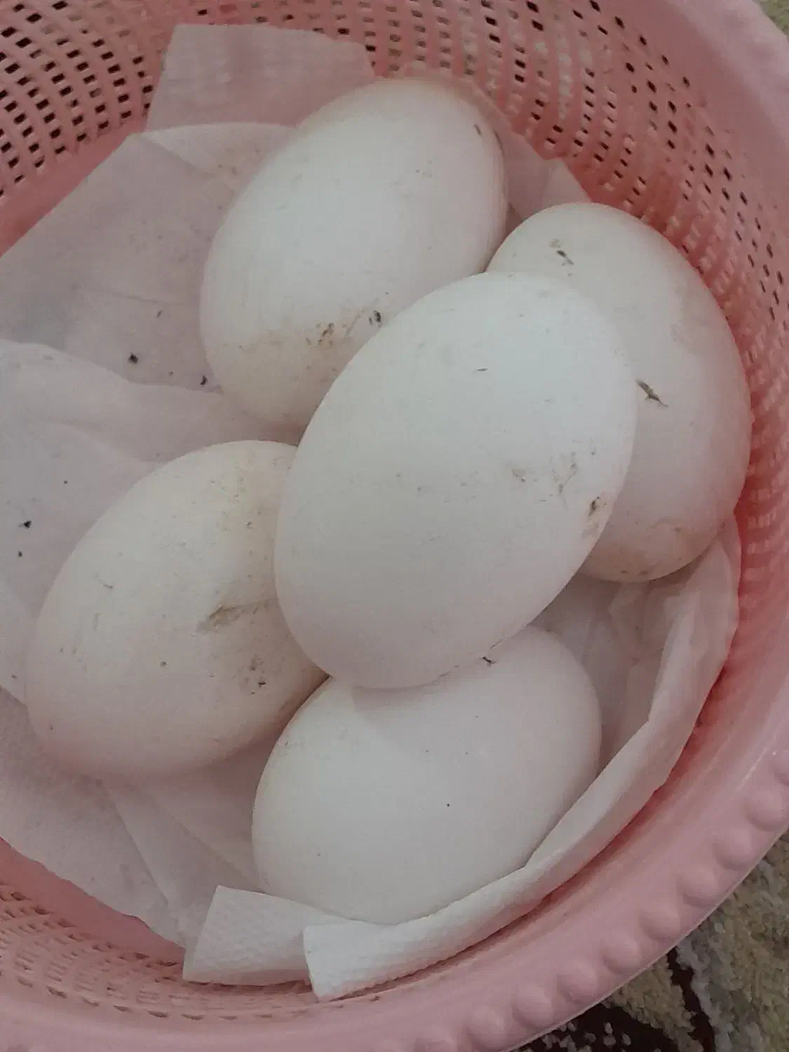 تخم غاز نطفه دار|حیوانات مزرعه|احمدسرگوراب, |دیوار