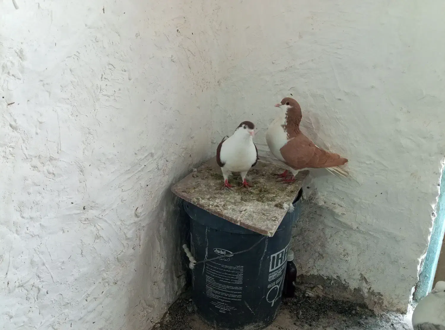 جفت سیدی|پرنده|شوشتر, |دیوار