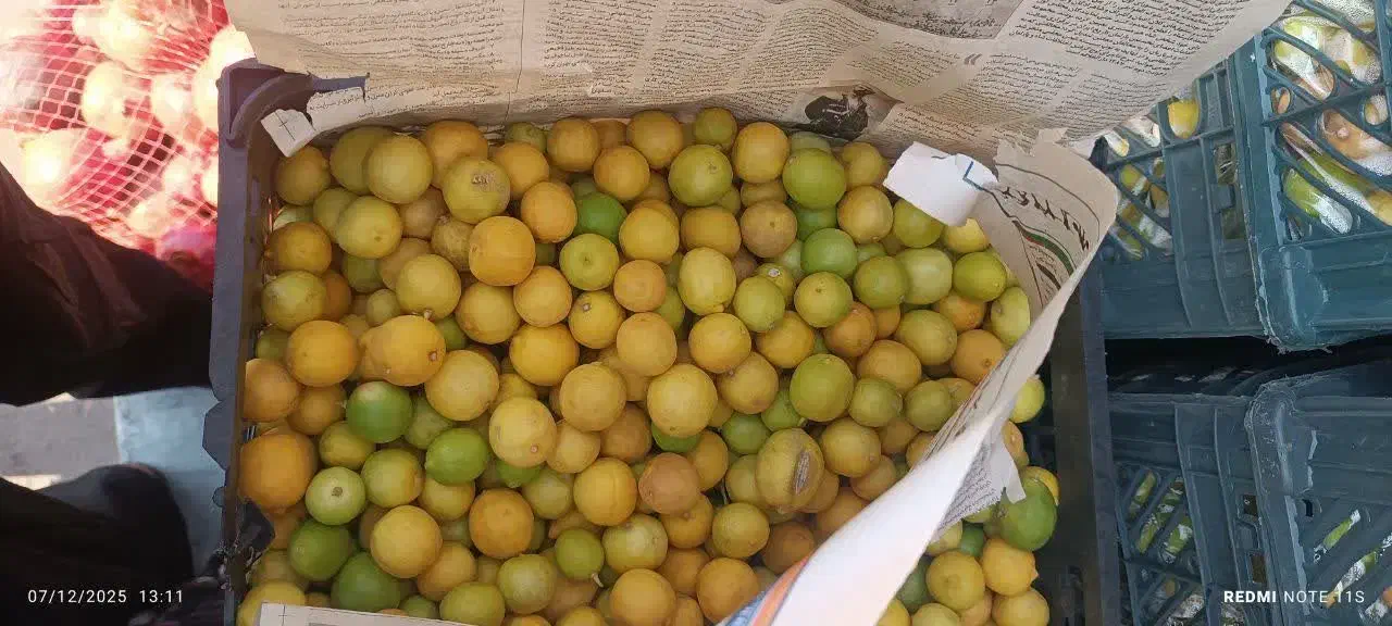 لیمو ترش باابگیری فقط امروز|خوردنی و آشامیدنی|قم, قلعه کامکار|دیوار