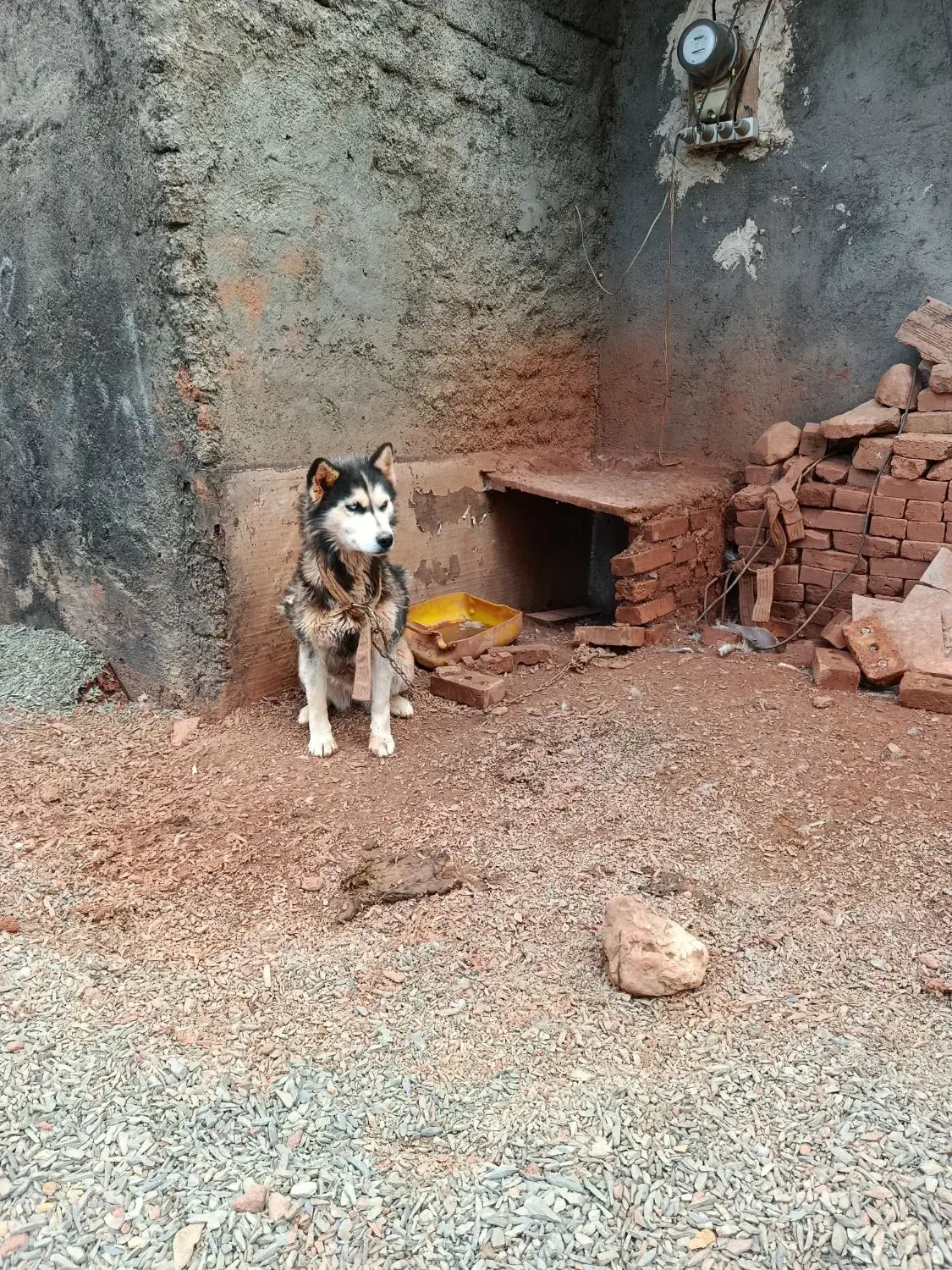 سگ هاسکی|سگ|خواجه, |دیوار