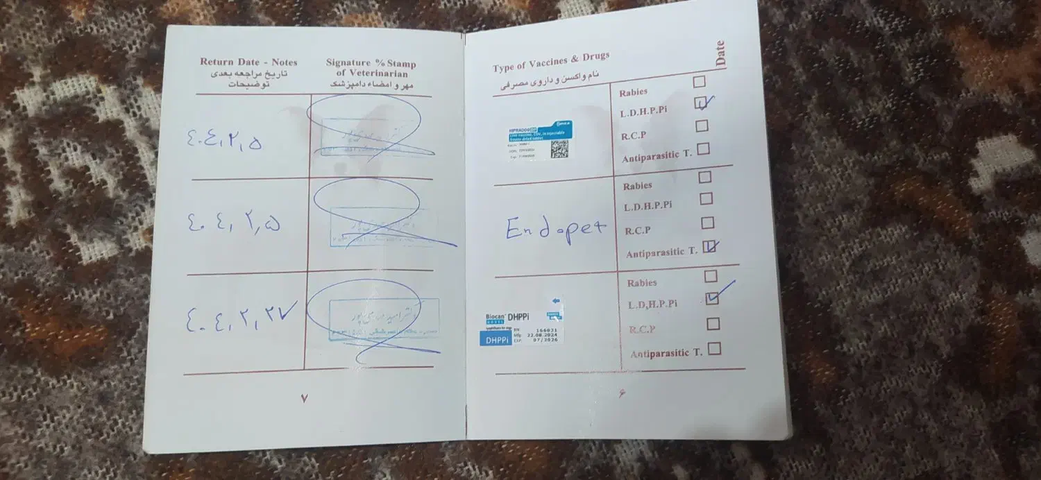 سگ خانگی|سگ|ماکو, |دیوار