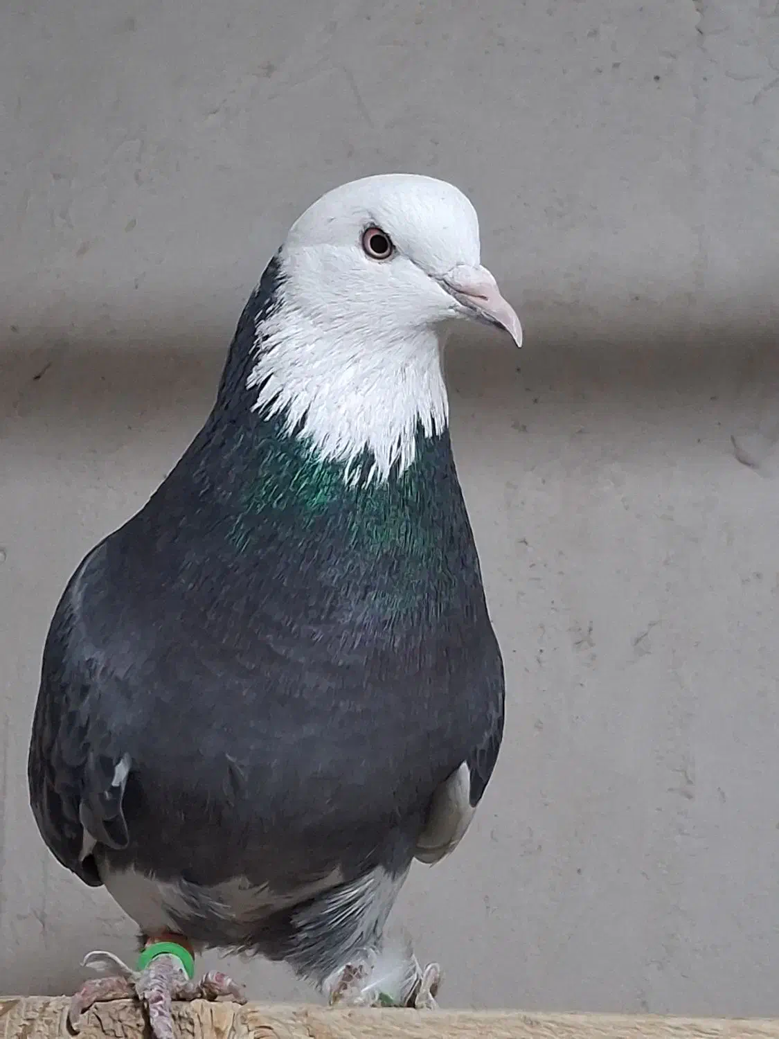 چند جفت کفتر مایه|پرنده|سیرجان, |دیوار