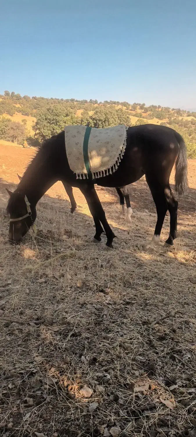 اسب مادیون|اسب و تجهیزات اسبسواری|خرمآباد, |دیوار