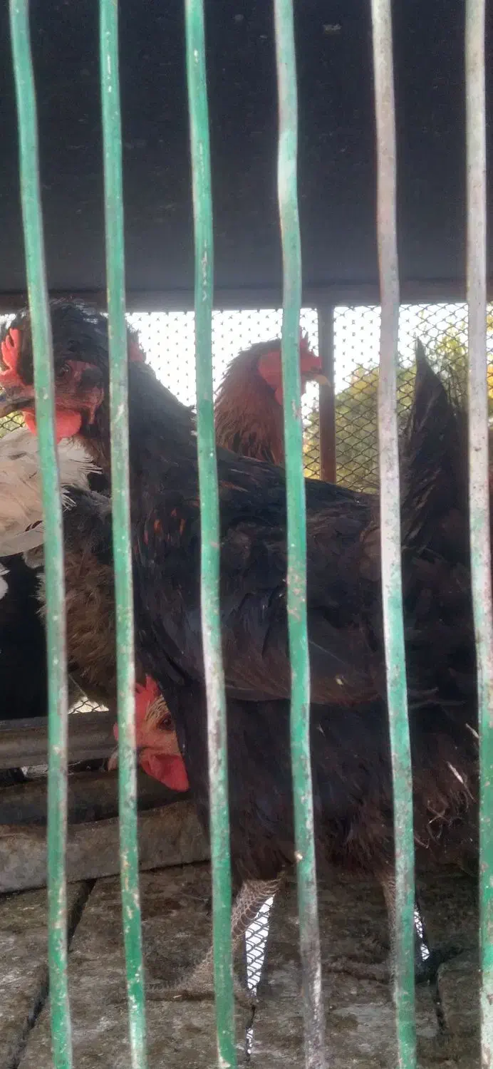 مرغ محلی تخم گزار|حیوانات مزرعه|میانه, |دیوار