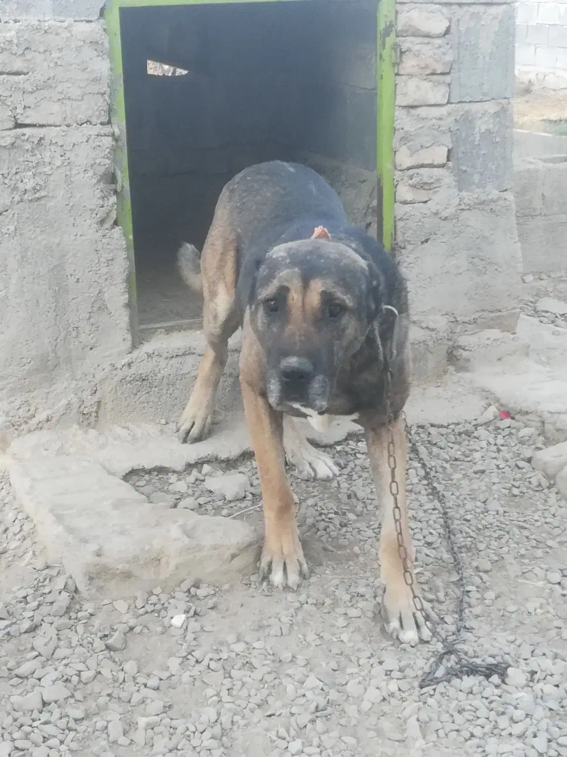 سگه گوسفندی|سگ|قوچان, |دیوار