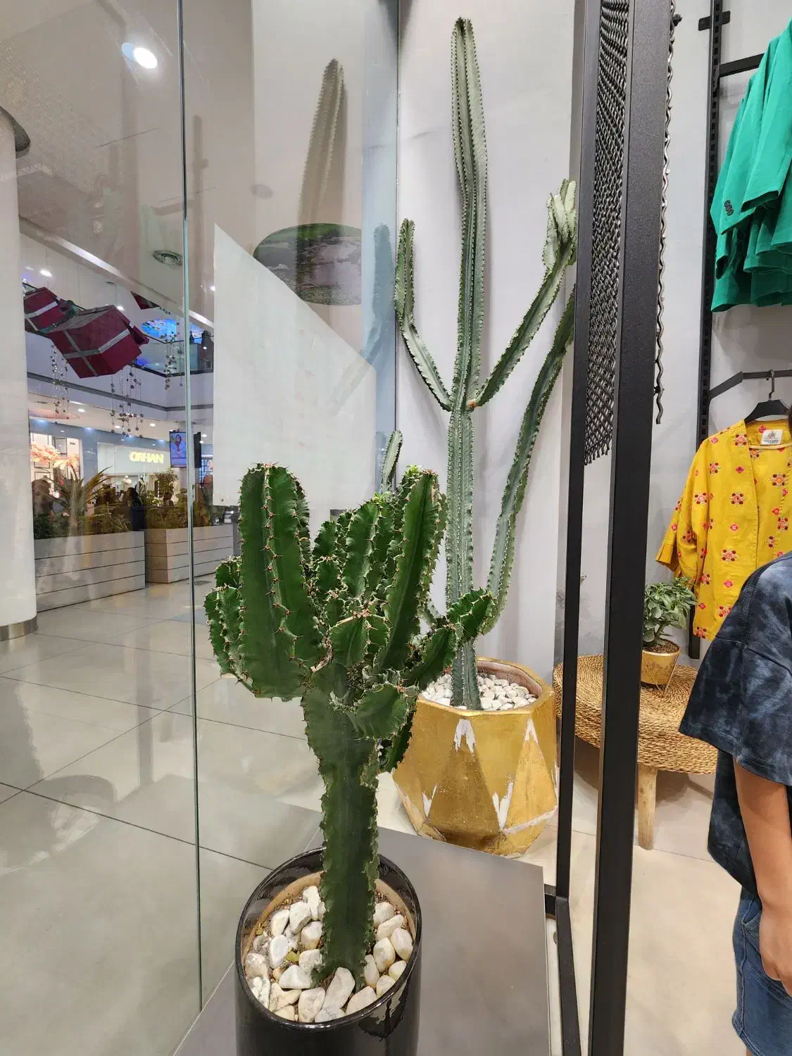 کاکتوس بزرگ باگلدان فروش بدلیل جمع آوری فروشگاه|گل و گیاه طبیعی|بابل, |دیوار