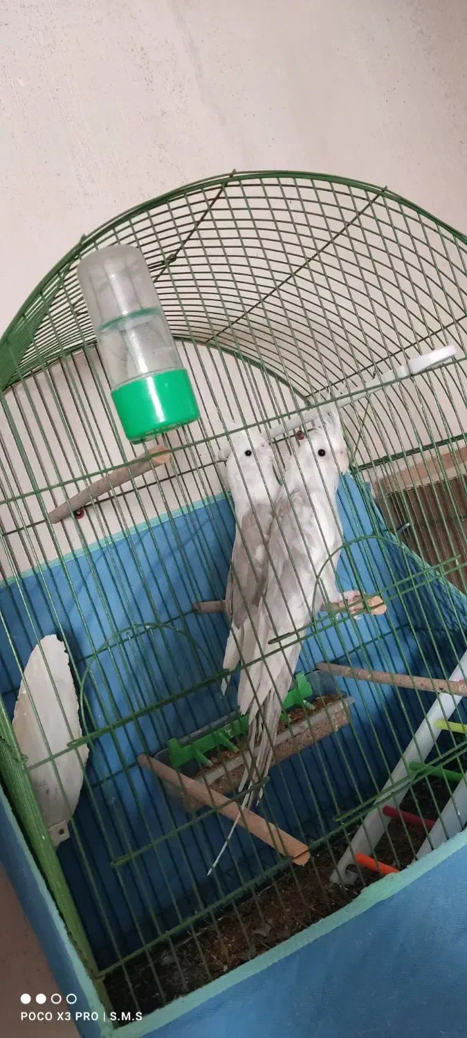 جفت مولد عروس هلندی آلبینو دوکت نسکافه ای|پرنده|خوی, |دیوار