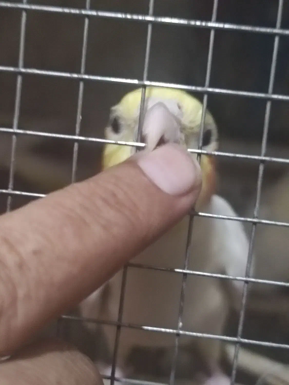 عروس هلندی لوتینو چهار تا جوانه|پرنده|زابل, |دیوار