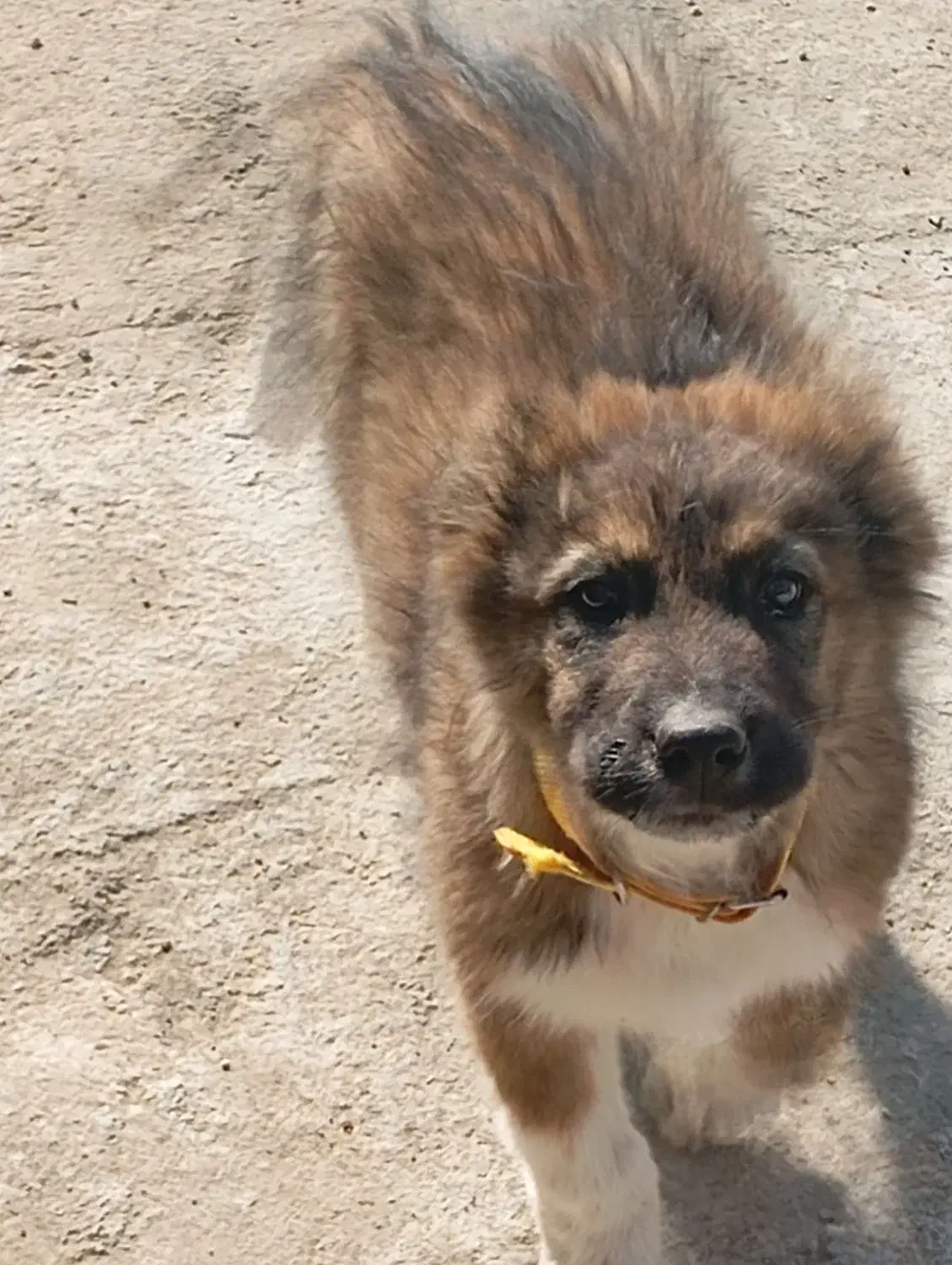 توله سرابی|سگ|قزوین, |دیوار