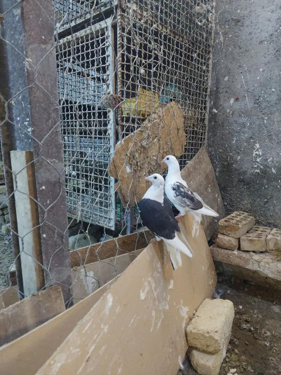 دوکتی پلاکی زرد عراقی|پرنده|شوشتر, |دیوار