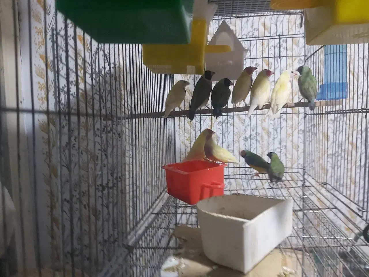 فنج گلدین همه بالغ|پرنده|فومن, |دیوار