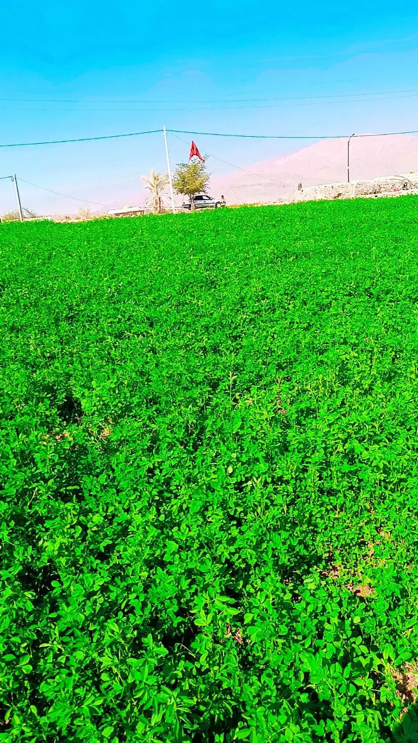 یونجه|لوازم جانبی حیوانات|جیرفت, |دیوار