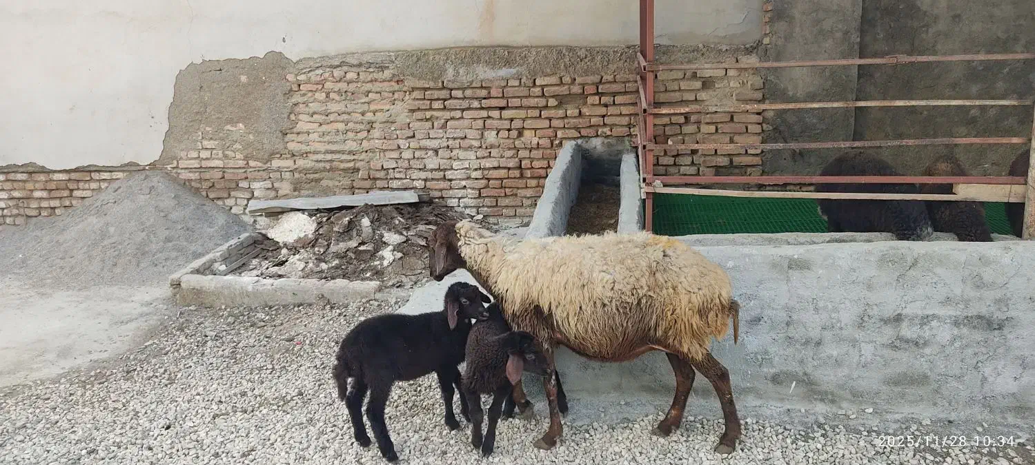 گوسفند دوقلو بره ها هردو ماده کامل خوراکخور|حیوانات مزرعه|بندر ترکمن, |دیوار