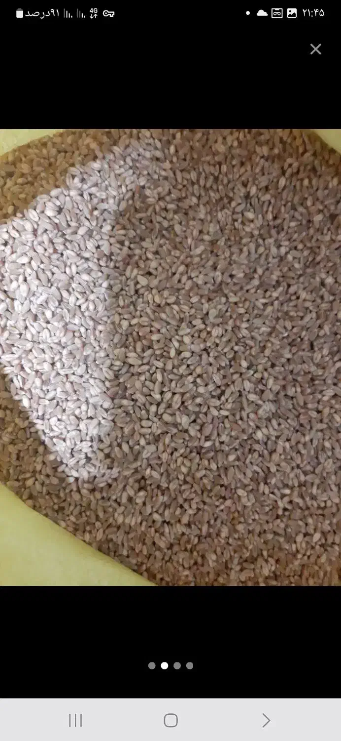 گندم پیشگام|خدمات باغبانی و درختکاری|نیر (اردبیل), |دیوار